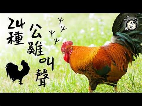 公雞啼鳴意思|< 雞鳴 : ㄐㄧ ㄇㄧㄥˊ >辭典檢視